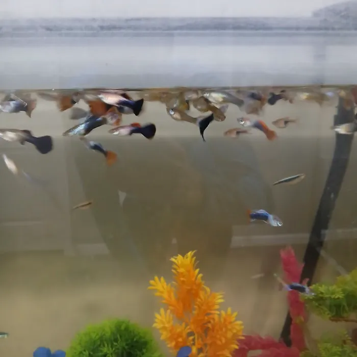 House peces tropicales Picture 4