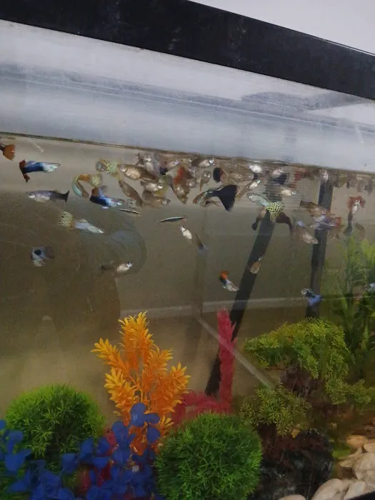 House peces tropicales Picture 8