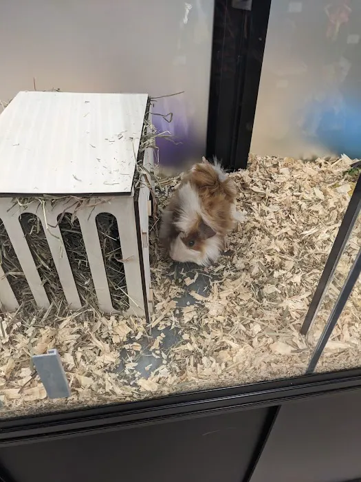 Pet Supermarket Picture 9