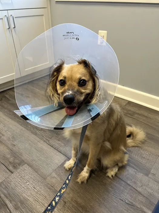 Columbus Central Veterinary Hospital Picture 2