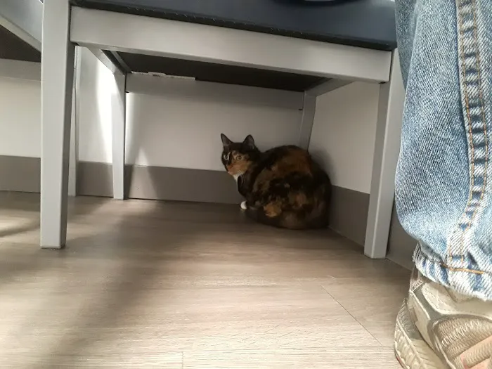 Columbus Central Veterinary Hospital Picture 5