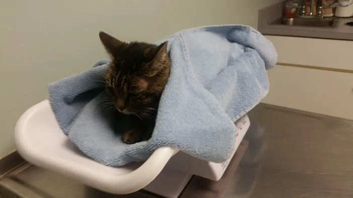 Columbus Central Veterinary Hospital Picture 7