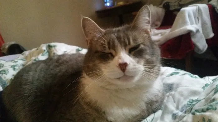 Columbus Central Veterinary Hospital Picture 9