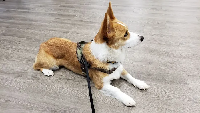 Columbus Central Veterinary Hospital Picture 8