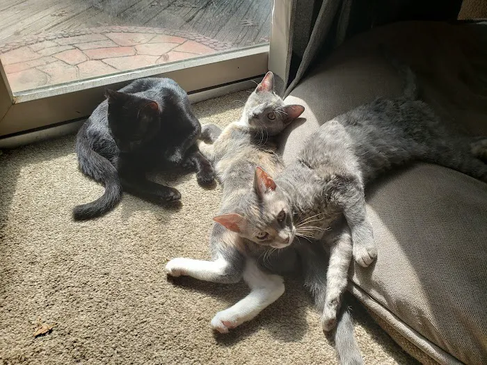 Columbus Central Veterinary Hospital Picture 10