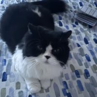 Pet Supermarket ico