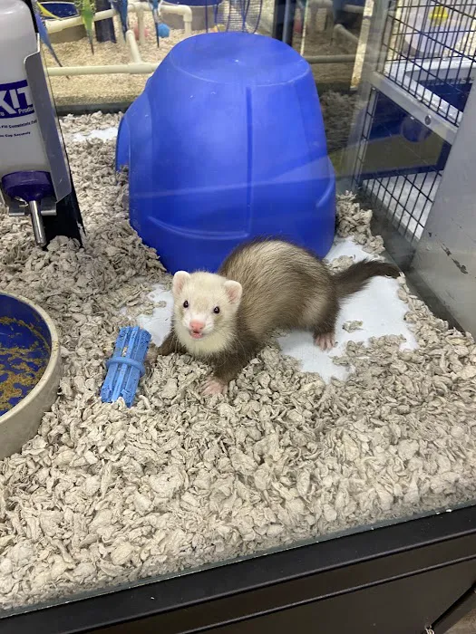 Pet Supermarket Picture 9