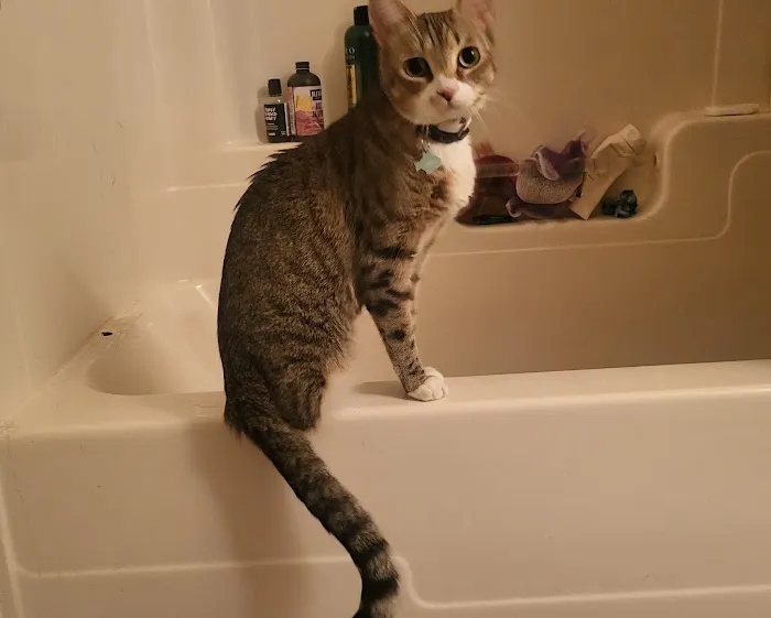 Mills Veterinary Care Picture 2