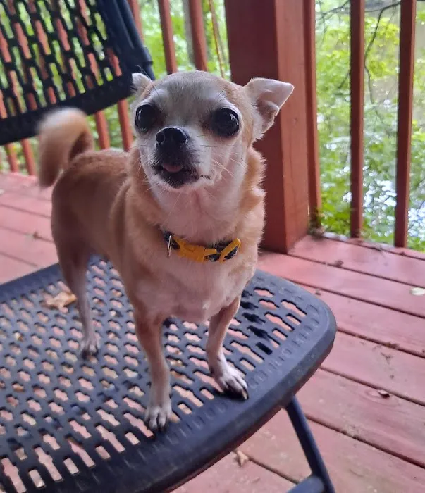 Mills Veterinary Care Picture 9