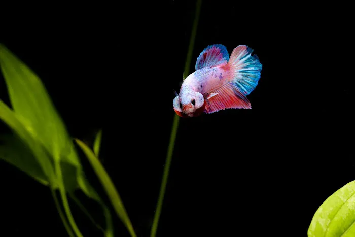Natural Environment Aquatix Picture 2