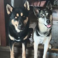 Pinelands Veterinary Clinic ico