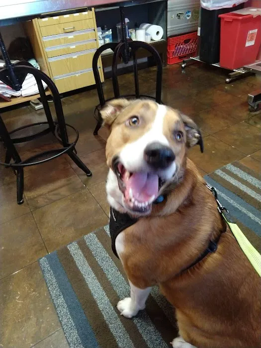 Pinelands Veterinary Clinic Picture 3