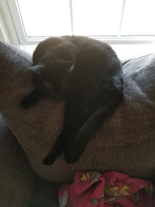 Pinelands Veterinary Clinic Picture 4