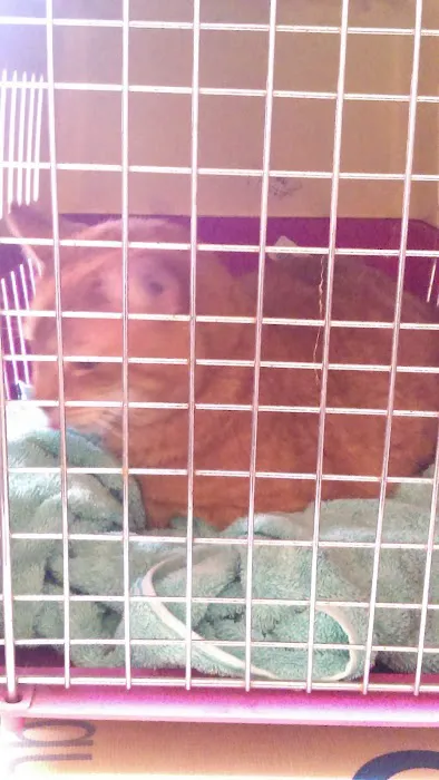 Pinelands Veterinary Clinic Picture 5