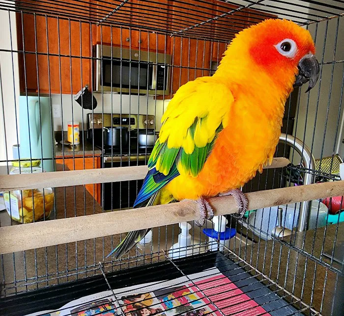 Eg Exotic Pets & More LLC Picture 1