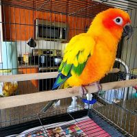 Eg Exotic Pets & More LLC ico