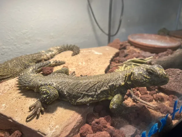 Eg Exotic Pets & More LLC Picture 8