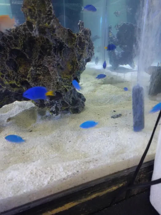 Bio-Reef LLC Picture 6