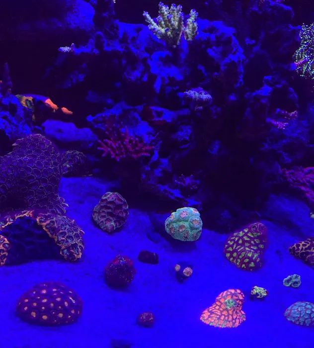 Coral Logic Aquarium LLC Picture 3