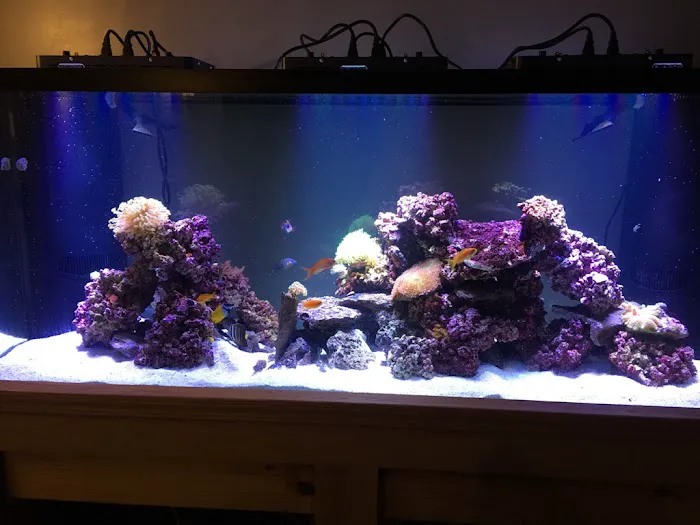 Coral Logic Aquarium LLC Picture 4