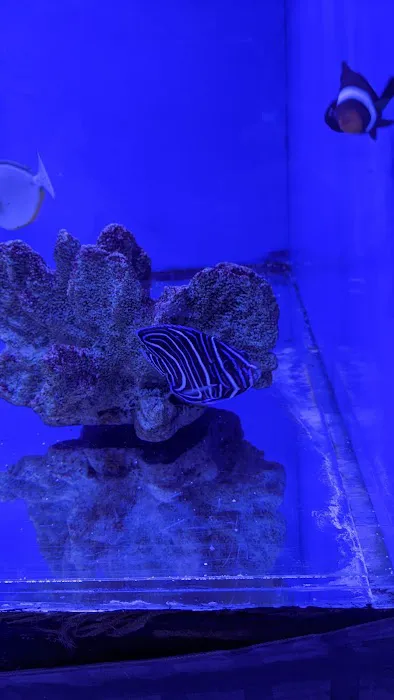Coral Logic Aquarium LLC Picture 5