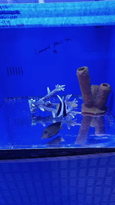 Coral Logic Aquarium LLC Picture 7