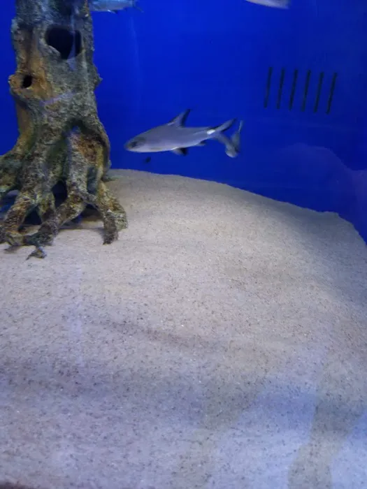 Coral Logic Aquarium LLC Picture 10