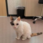 Vet Vision Center