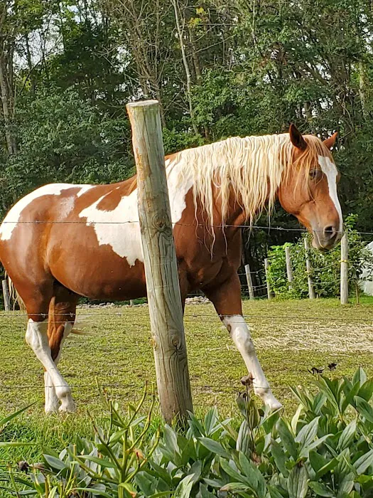 Mobile Veterinary Services Picture 2