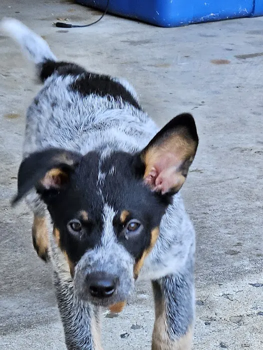 Mobile Veterinary Services Picture 9