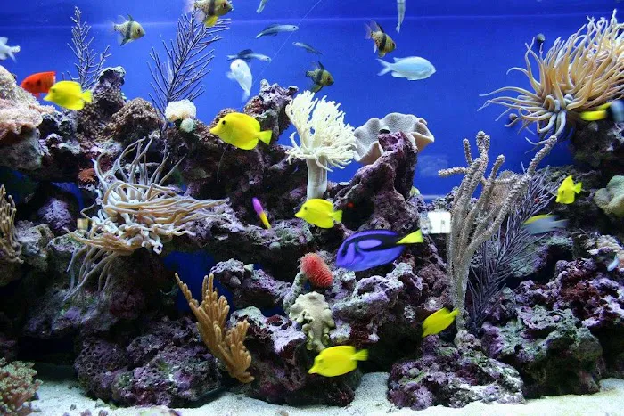Aquarium Professionals, Inc Picture 1