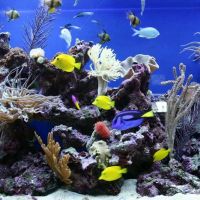 Aquarium Professionals, Inc ico