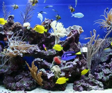 Aquarium Professionals, Inc