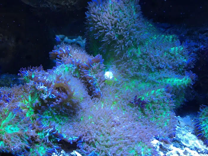 Aquarium Professionals, Inc Picture 3