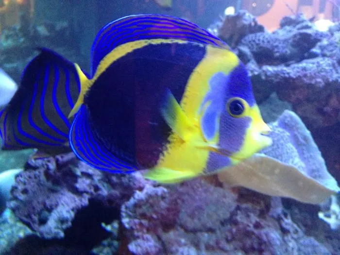 Aquarium Professionals, Inc Picture 2