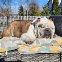 Stockton Veterinary Hospital ico