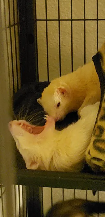 Pet Supermarket Picture 2