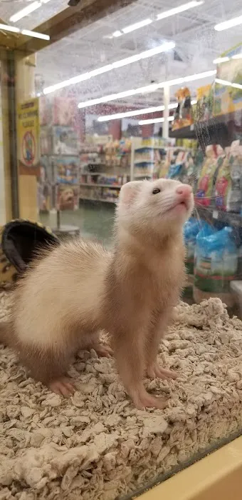 Pet Supermarket Picture 5