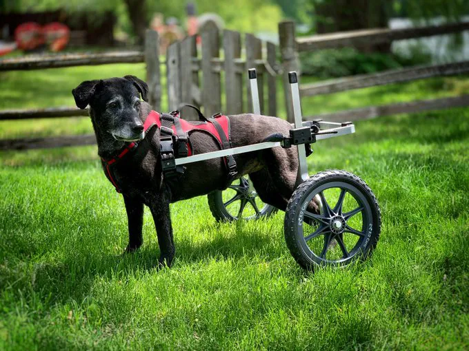 K9 Carts Picture 1