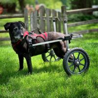 K9 Carts ico