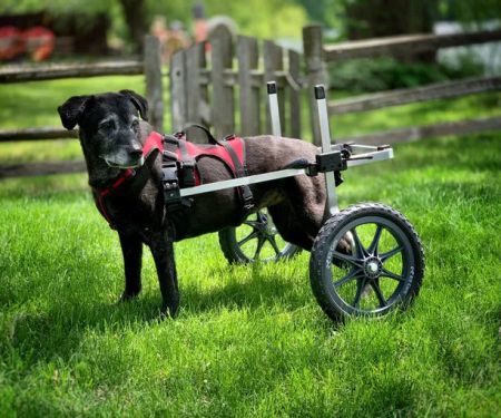 K9 Carts