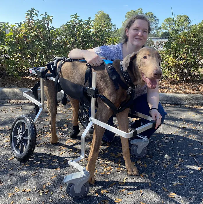 K9 Carts Picture 4