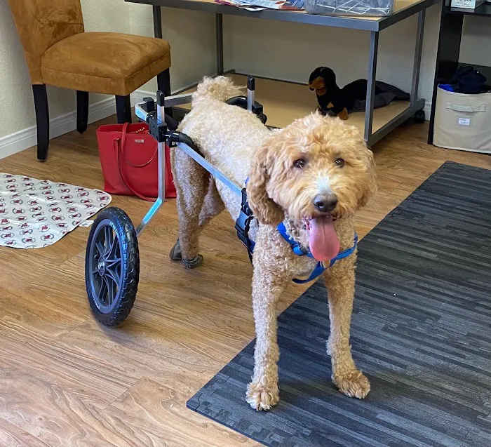 K9 Carts Picture 9