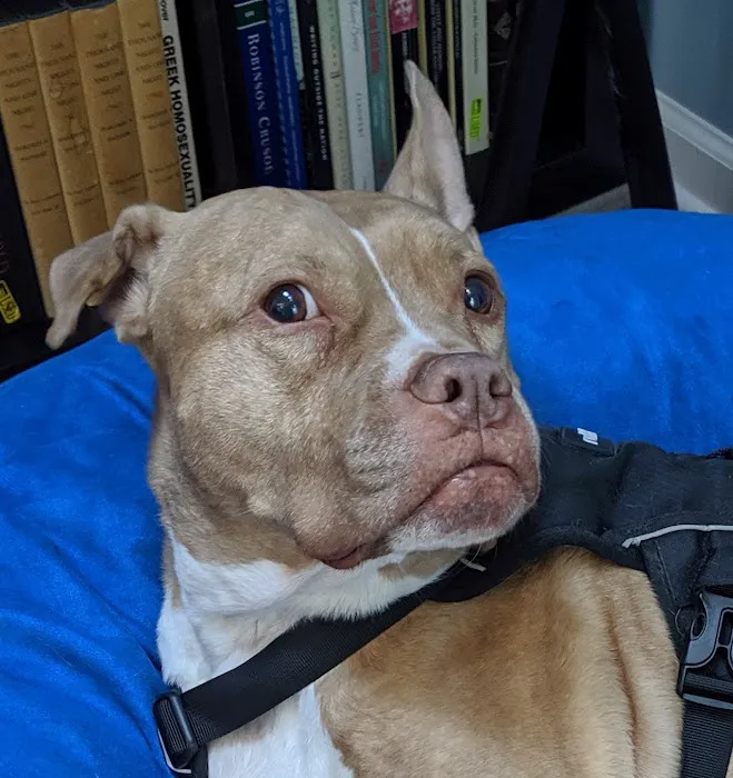 Lambertville Animal Hospital Picture 7