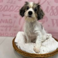 Waggles Port Charlotte ico