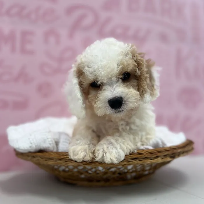 Waggles Port Charlotte Picture 5