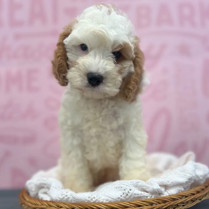 Waggles Port Charlotte Picture 7