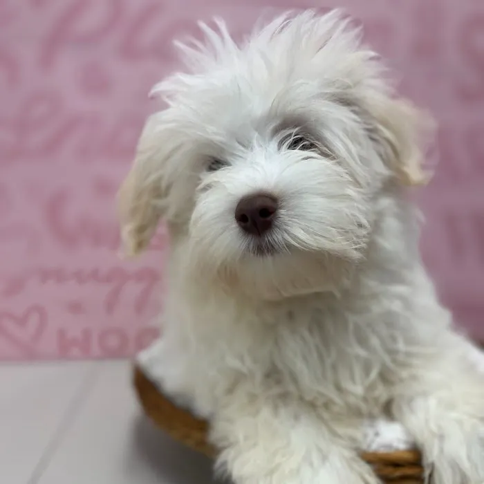 Waggles Port Charlotte Picture 9