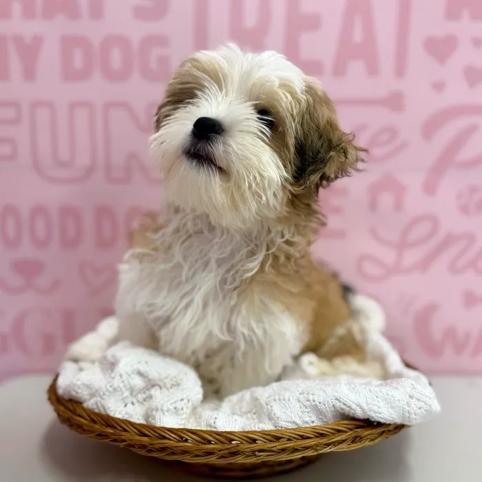 Waggles Port Charlotte Picture 10