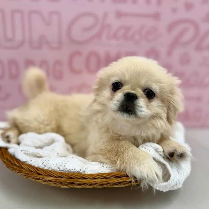 Waggles Port Charlotte Picture 8